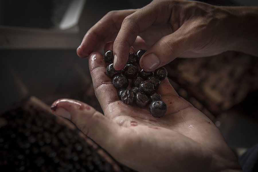 Hear Palmer Millésime 2019