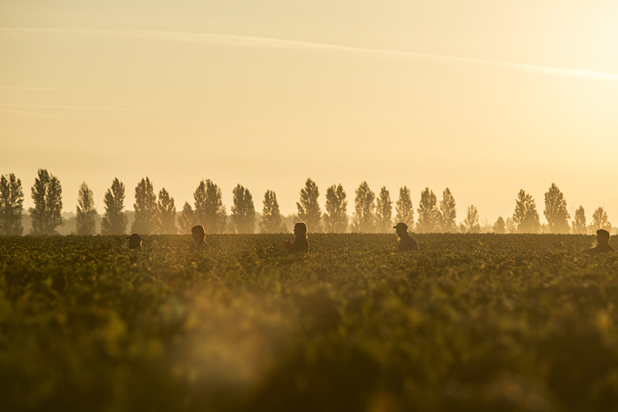 Hear Palmer Millésime 2019