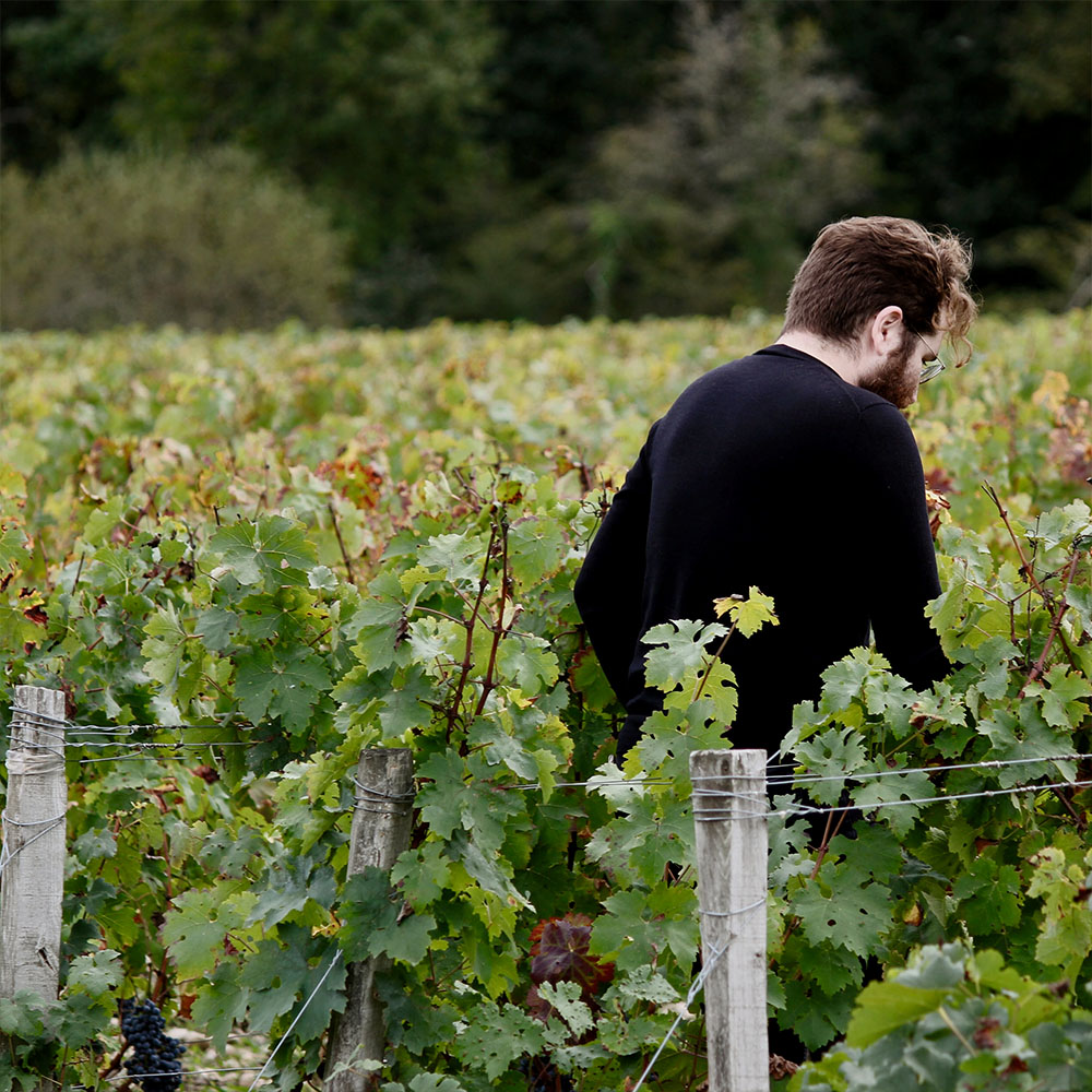 Hear Palmer Millésime 2019