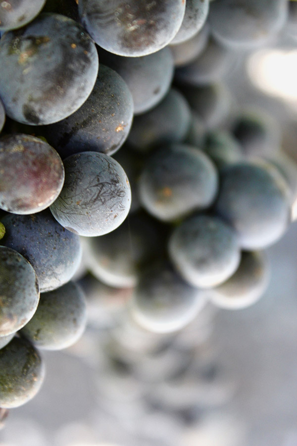 Hear Palmer Millésime 2019